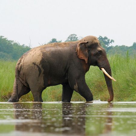 Family House - Bardia National Park Hotel Bardiya Exterior foto