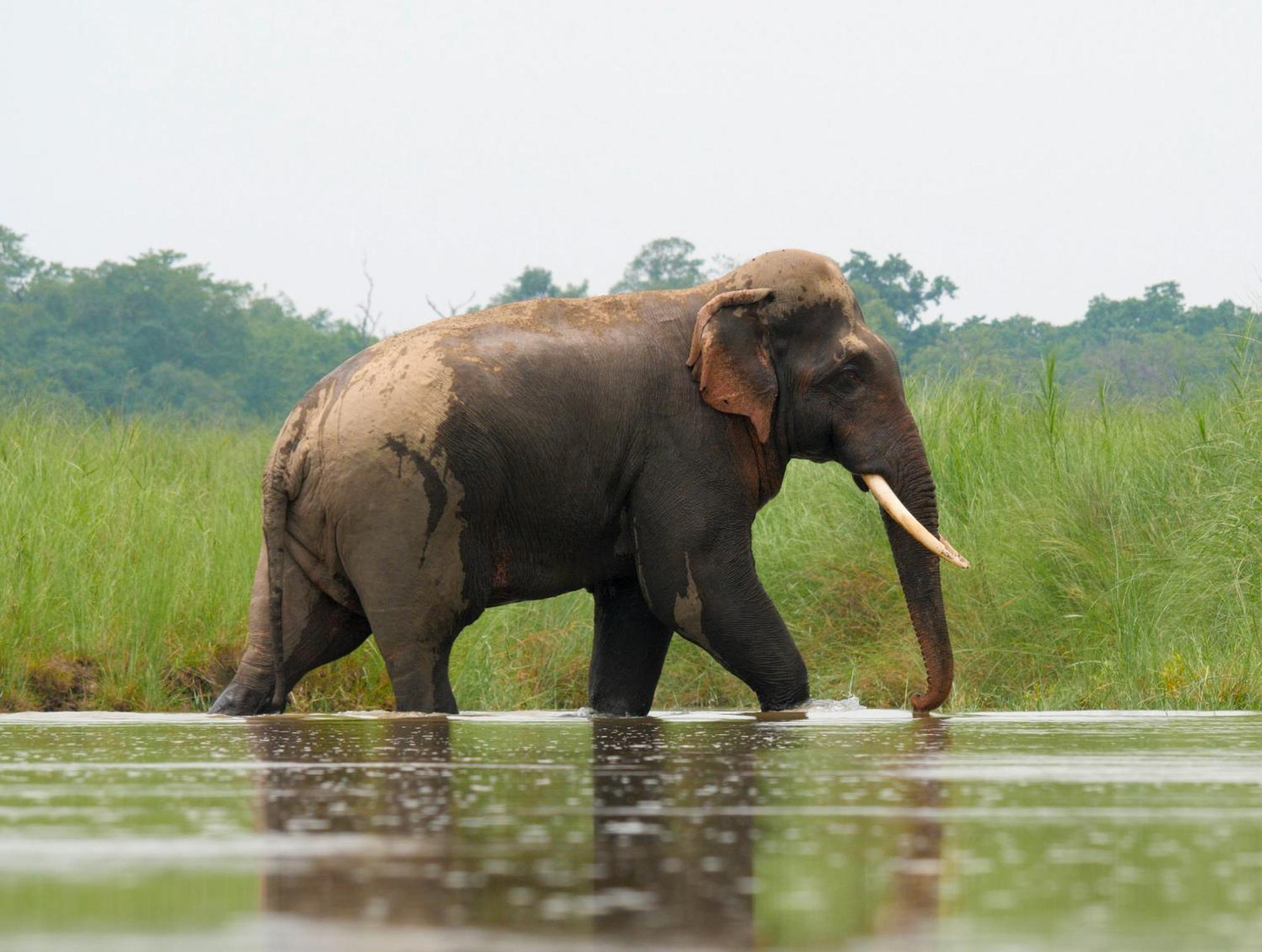 Family House - Bardia National Park Hotel Bardiya Exterior foto